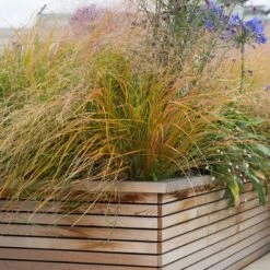 Anemanthele Lessoniana -The Palm Centre 1 13 scaled 1