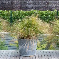 Anemanthele Lessoniana -The Palm Centre 1 14 scaled 1