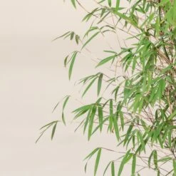 Fargesia Angustissima -The Palm Centre 10 scaled 1