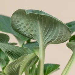 Hosta ‘Big Daddy’ -The Palm Centre 1033