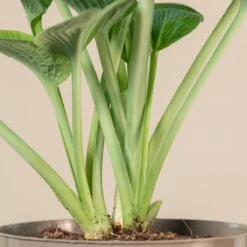 Hosta ‘Big Daddy’ -The Palm Centre 1035
