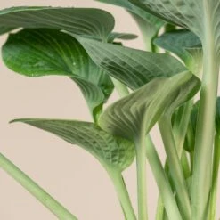 Hosta ‘Big Daddy’ -The Palm Centre 1036
