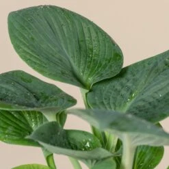 Hosta ‘Big Daddy’ -The Palm Centre 1037