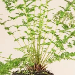 Athyrium Filix-femina -The Palm Centre 1140