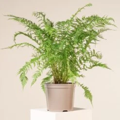 Athyrium Filix-femina -The Palm Centre 1142
