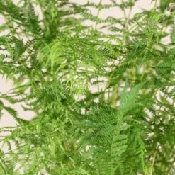 Athyrium Filix-femina -The Palm Centre 1143