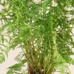 Athyrium Filix-femina -The Palm Centre 1144