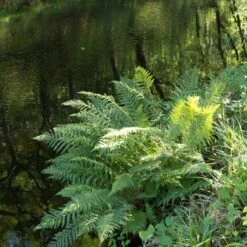 Athyrium Filix-femina -The Palm Centre 1145