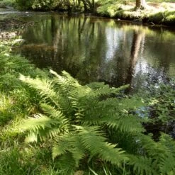 Athyrium Filix-femina -The Palm Centre 1146