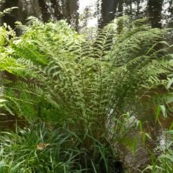 Athyrium Filix-femina -The Palm Centre 1147