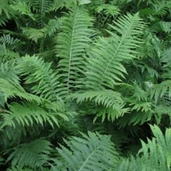 Athyrium Filix-femina -The Palm Centre 1148
