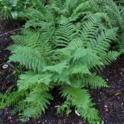 Athyrium Filix-femina -The Palm Centre 1149