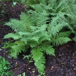 Athyrium Filix-femina -The Palm Centre 1150