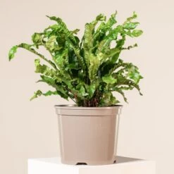 Asplenium Scolopendrium 31 Asplenium Scolopendrium -The Palm Centre 1166