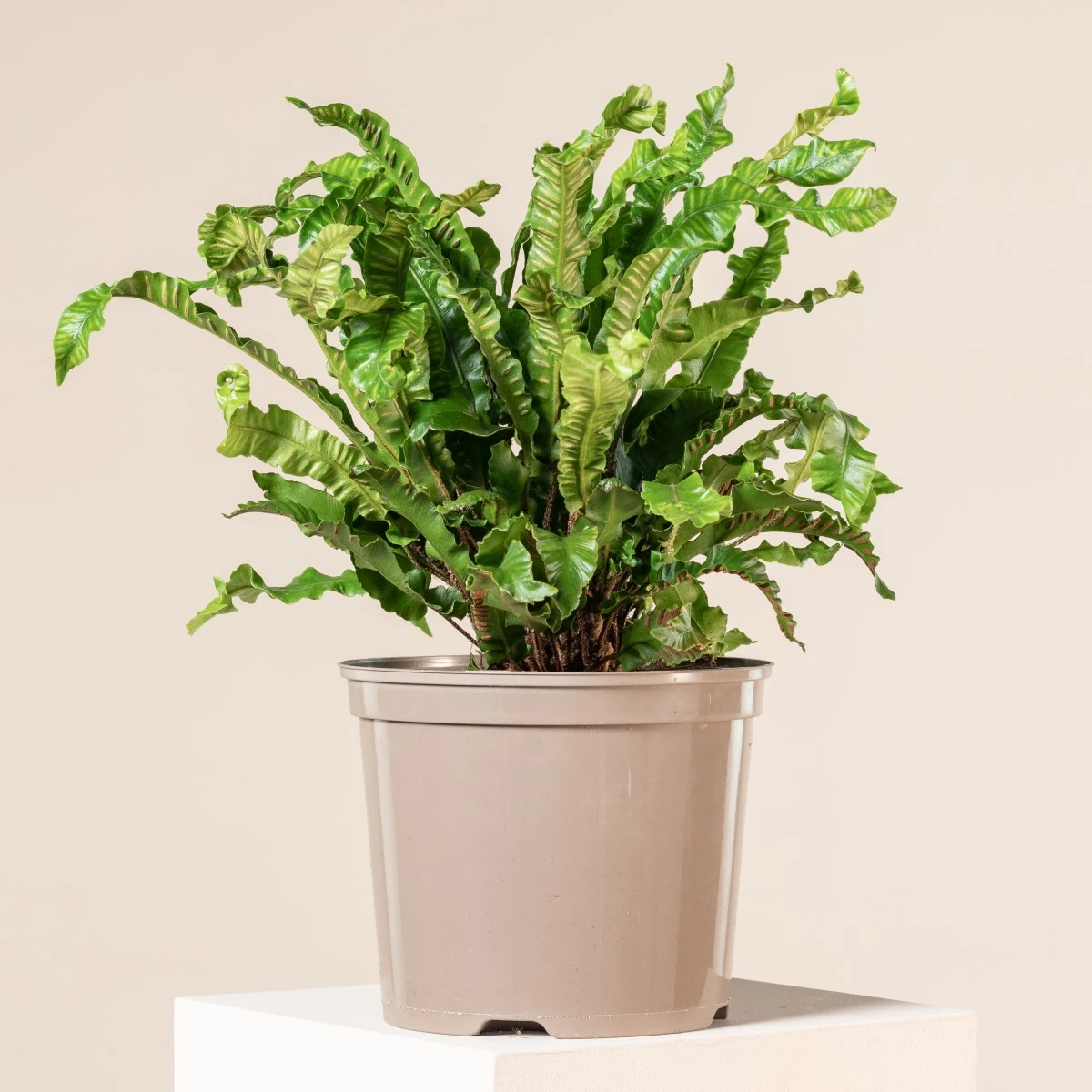 Asplenium Scolopendrium 17 Asplenium Scolopendrium - Image 15