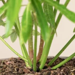 Euphorbia Mellifera -The Palm Centre 1183