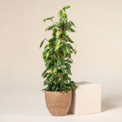 Philodendron Scandens ‘Brasil’ -The Palm Centre 1221