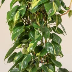 Philodendron Scandens ‘Brasil’ -The Palm Centre 1222