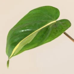 Philodendron Scandens ‘Brasil’ -The Palm Centre 1223