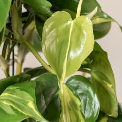 Philodendron Scandens ‘Brasil’ -The Palm Centre 1224