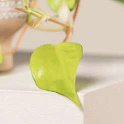 Philodendron Scandens ‘Brasil’ -The Palm Centre 1226