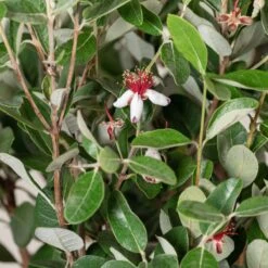 Feijoa Sellowiana -The Palm Centre 1298