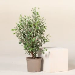 Feijoa Sellowiana -The Palm Centre 1299