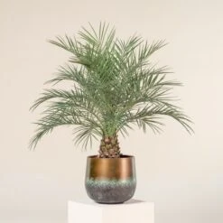 Phoenix Roebelenii -The Palm Centre 1313