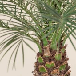 Phoenix Roebelenii -The Palm Centre 1314