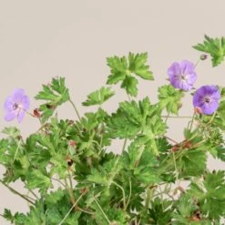 Geranium ‘Rozanne’ -The Palm Centre 1382