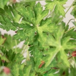 Geranium ‘Rozanne’ -The Palm Centre 1383