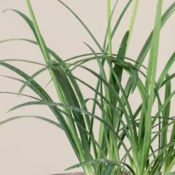 Agapanthus ‘Brilliant Blue’ -The Palm Centre 1396