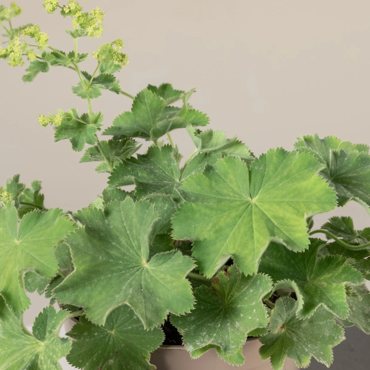 Alchemilla Mollis 5 Alchemilla Mollis - Image 3