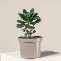 Euphorbia Amygdaloides ‘Robbiae’