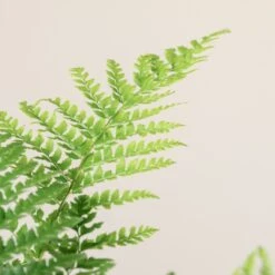 Polystichum Setiferum -The Palm Centre 1410