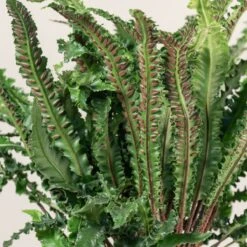 Asplenium Scolopendrium ‘Angustifolium’ -The Palm Centre 1422
