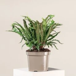 Asplenium Scolopendrium ‘Angustifolium’ -The Palm Centre 1423