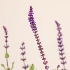 Salvia Nemorosa ‘Caradonna’ -The Palm Centre 1479