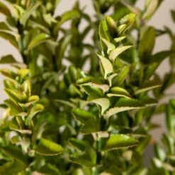 Euonymus Japonicus ‘Green Spire’ -The Palm Centre 154