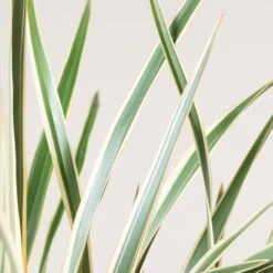 Phormium Tenax ‘Variegatum’ -The Palm Centre 165 scaled 1