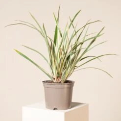 Phormium Tenax ‘Variegatum’ -The Palm Centre 166 scaled 1