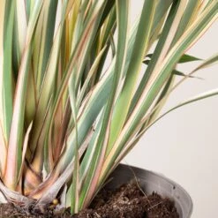 Phormium Tenax ‘Variegatum’ -The Palm Centre 169 scaled 1