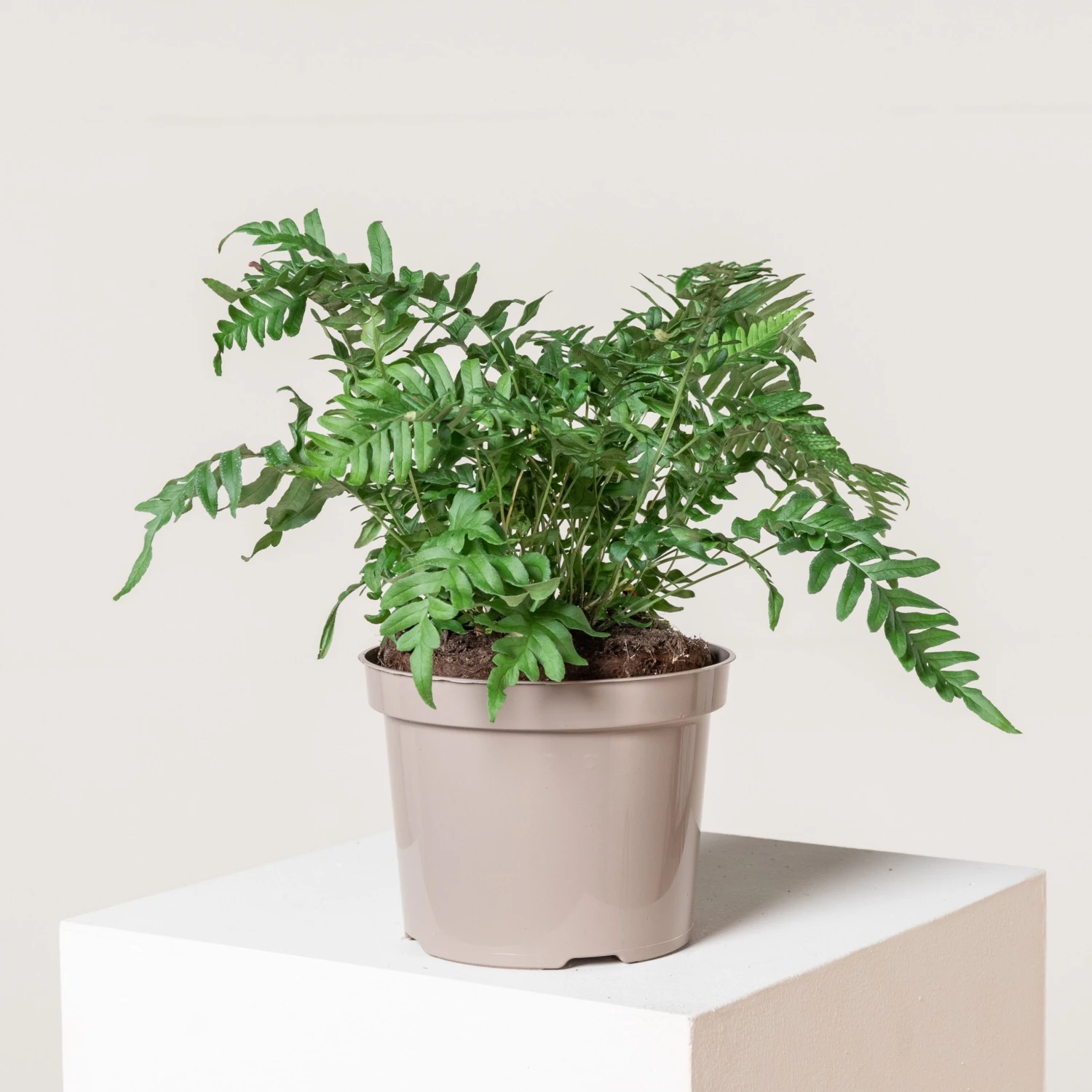 Polypodium Vulgare 3 Polypodium Vulgare