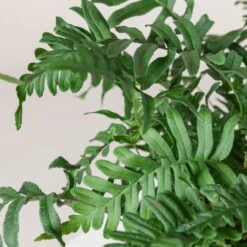 Polypodium Vulgare 15 Polypodium Vulgare -The Palm Centre 192 scaled 1