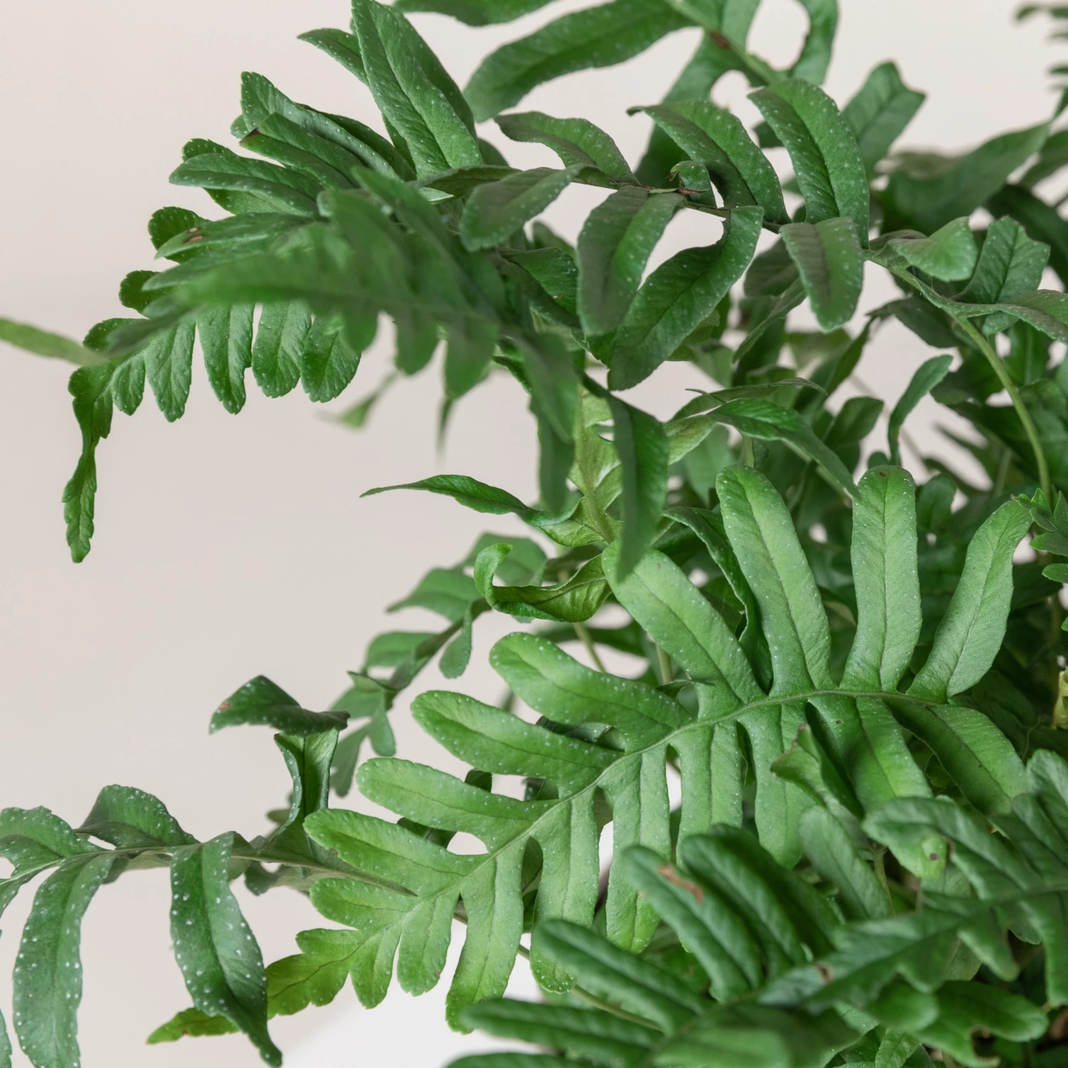 Polypodium Vulgare 8 Polypodium Vulgare - Image 6