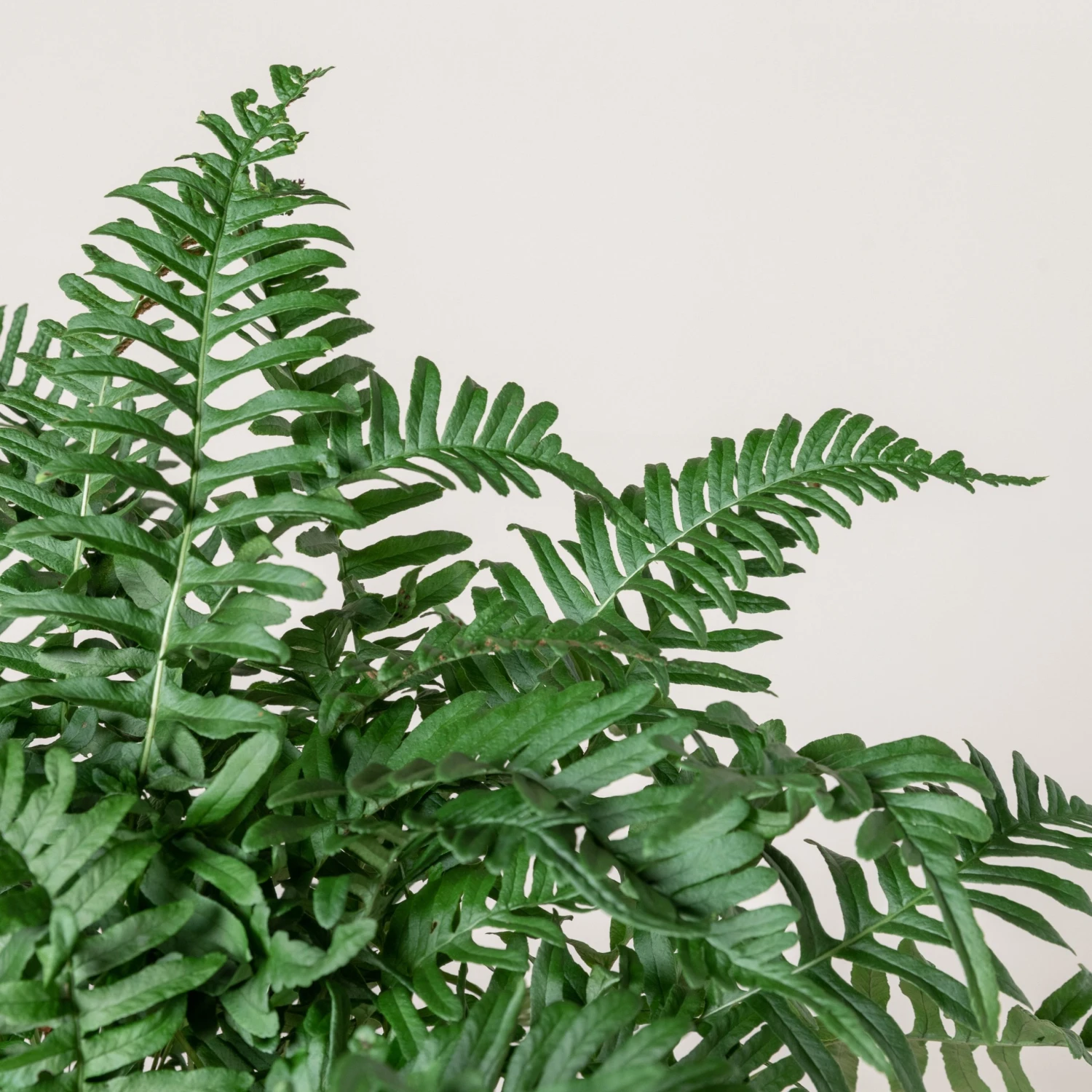 Polypodium Vulgare 5 Polypodium Vulgare - Image 3