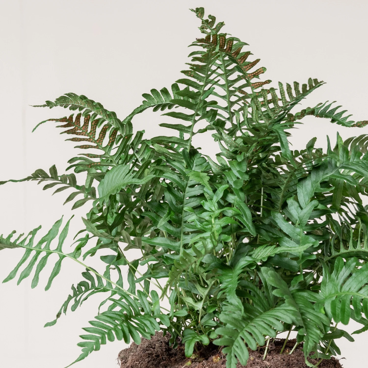 Polypodium Vulgare 4 Polypodium Vulgare - Image 2