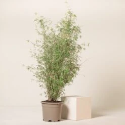 Fargesia Angustissima