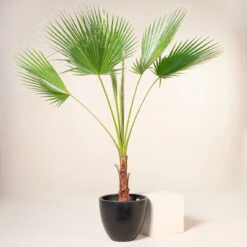 Washingtonia Robusta -The Palm Centre 207 scaled 1