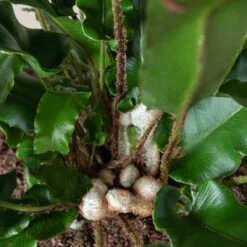 Asplenium Scolopendrium 29 Asplenium Scolopendrium -The Palm Centre 209